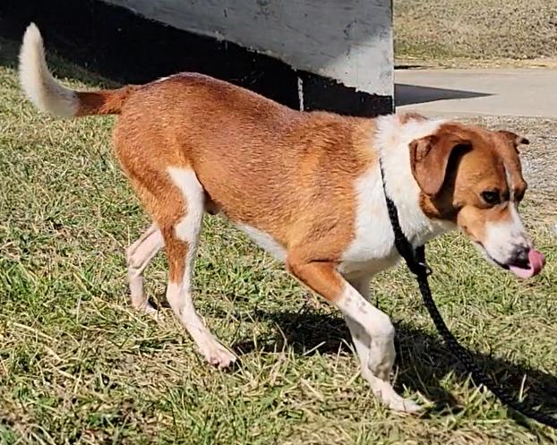 Enlarge Prince, a ADOPTABLE Basenji in Mount Sterling, KY image 5/6