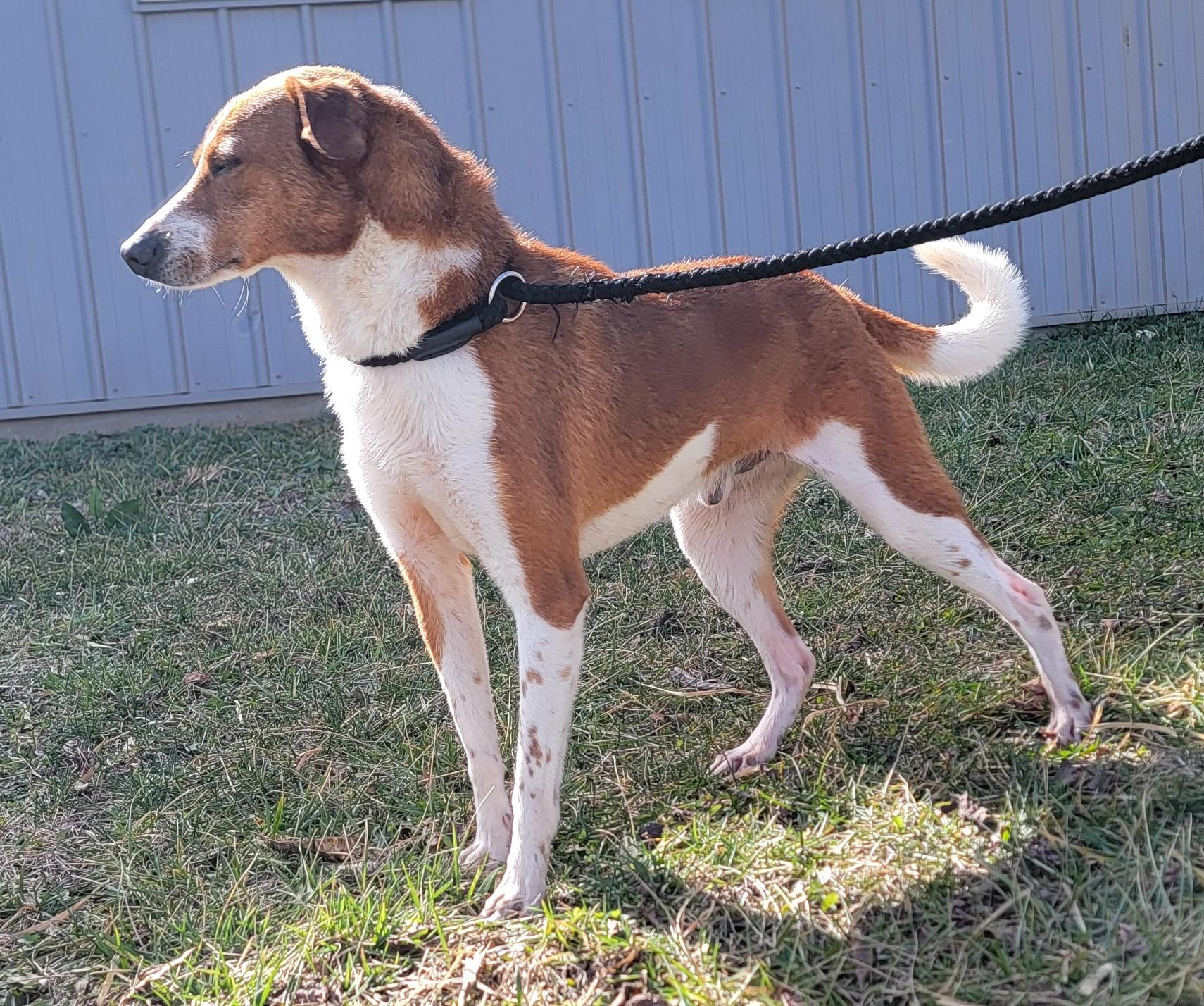 Prince, ADOPTABLE, Young Male Basenji.