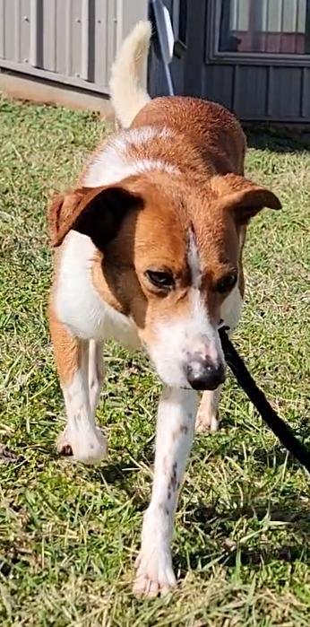 Enlarge Prince, a ADOPTABLE Basenji in Mount Sterling, KY image 6/6