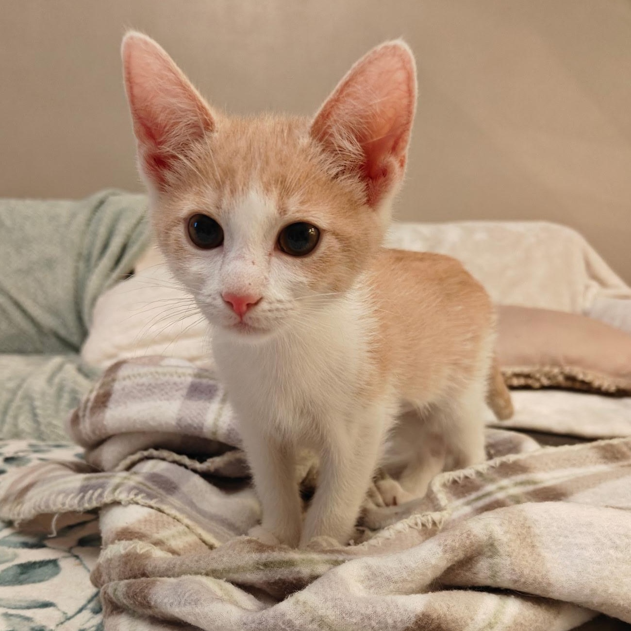 Lenhs, a Adopted Domestic Short Hair in Glendora, CA image 1/5