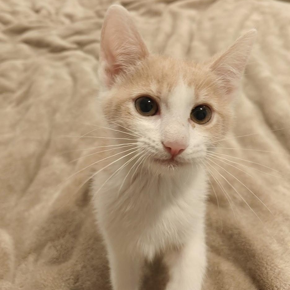 Lenhs, a Adopted Domestic Short Hair in Glendora, CA image 3/5