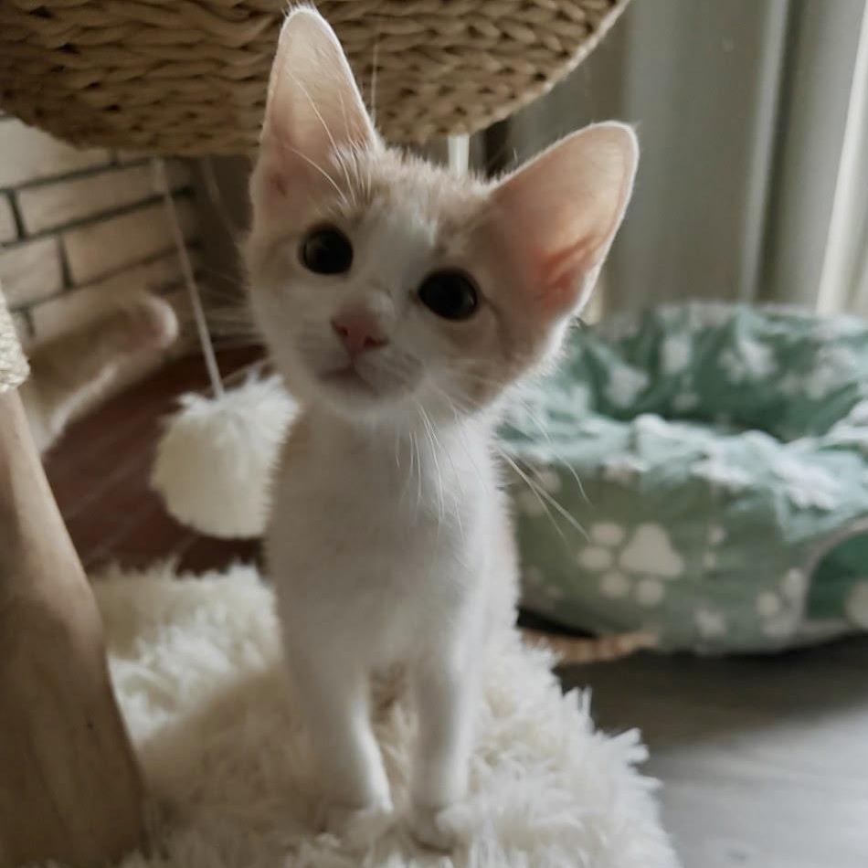 Lenhs, a Adopted Domestic Short Hair in Glendora, CA image 4/5