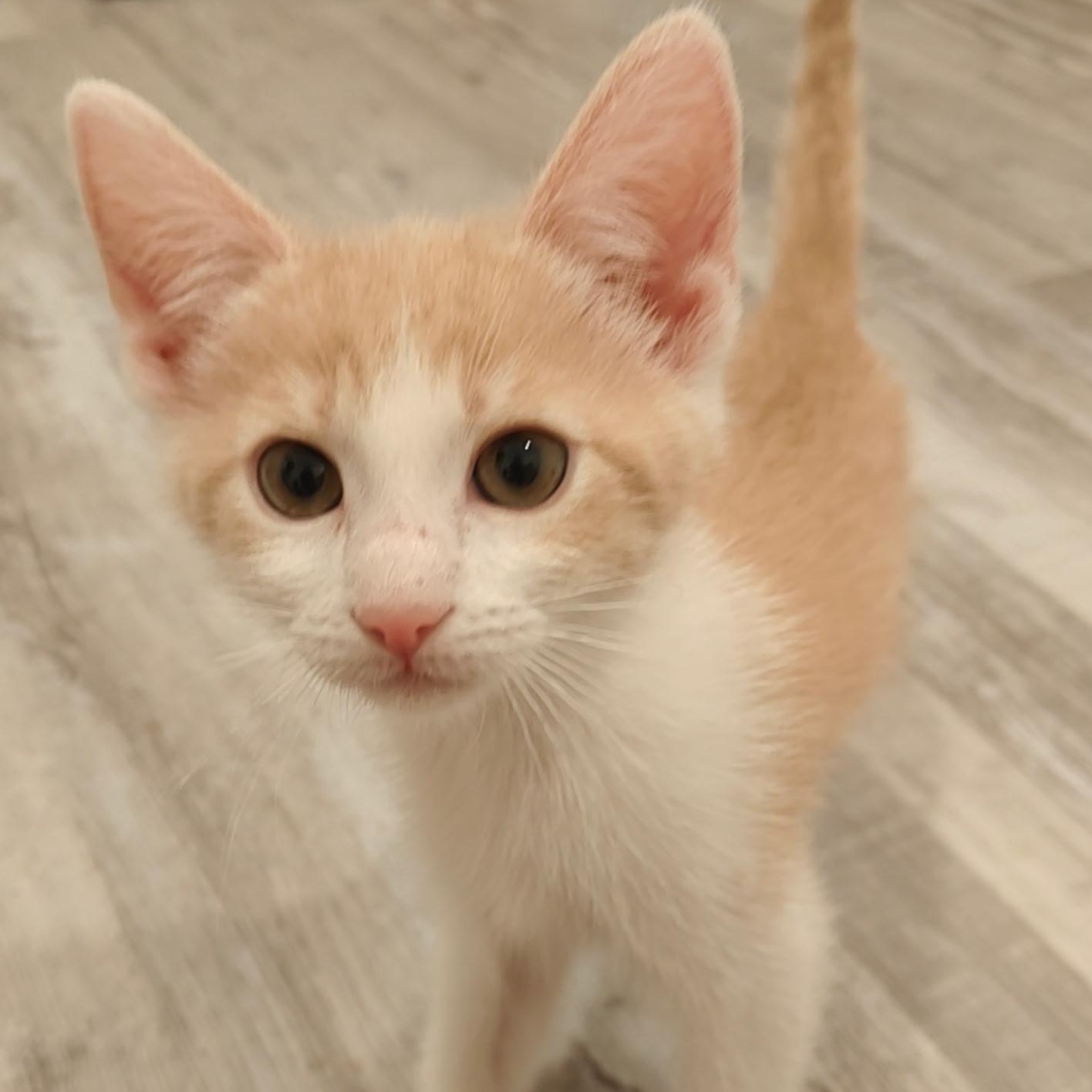 Lenhs, Adopted, Kitten Female Domestic Short Hair.