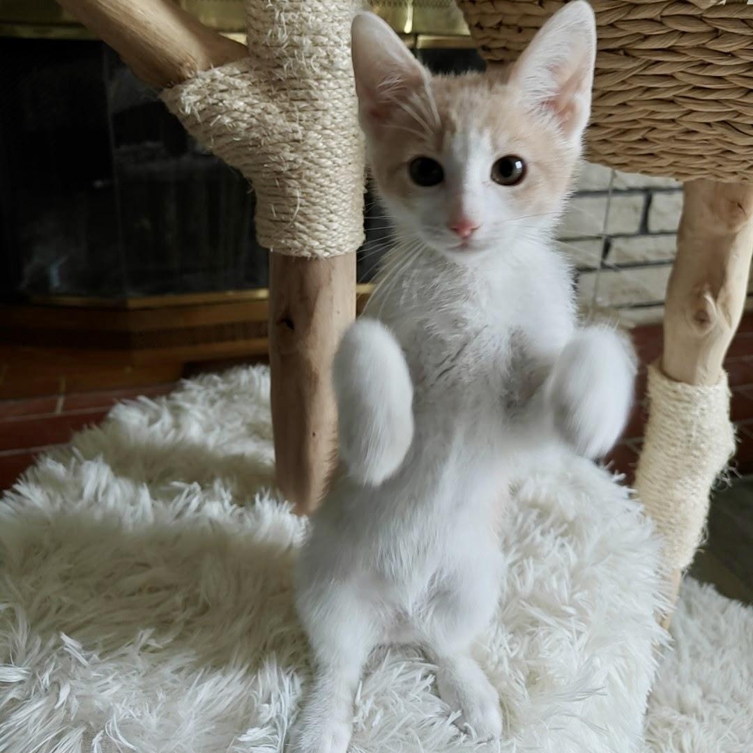 Lenhs, a Adopted Domestic Short Hair in Glendora, CA image 5/5