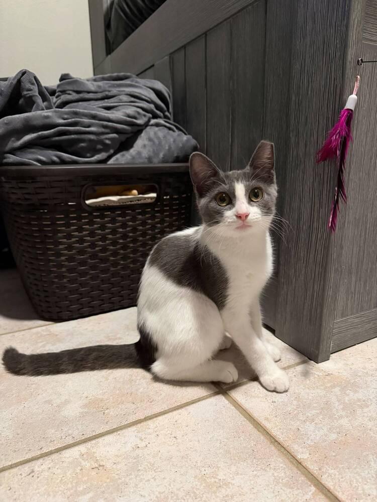 Leia, Adoptable, Kitten Female Domestic Short Hair.