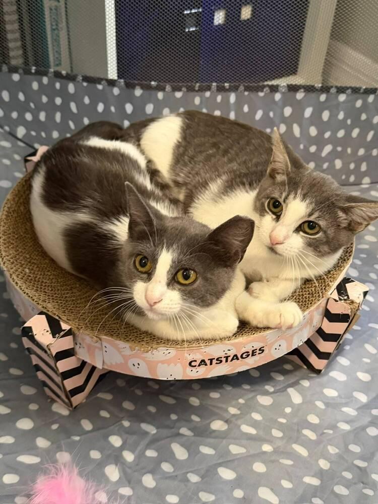 Leia, a Adoptable Domestic Short Hair in Orlando, FL image 2/5