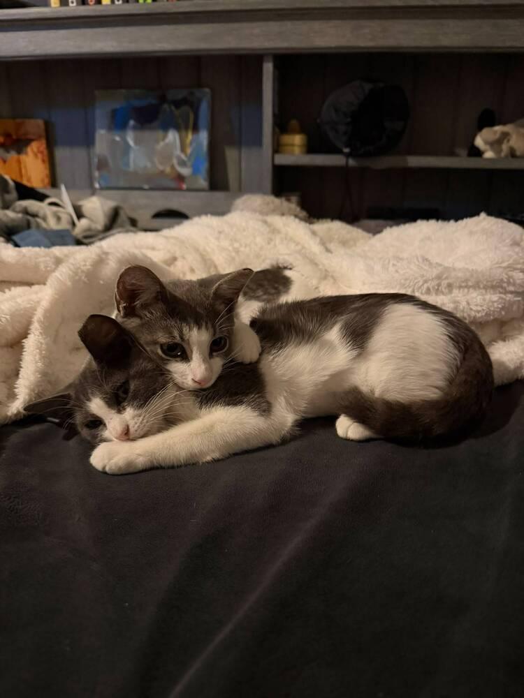 Leia, a Adoptable Domestic Short Hair in Orlando, FL image 3/5