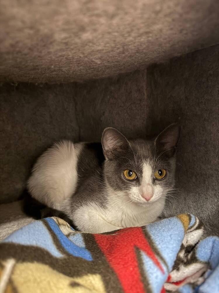 Leia, a Adoptable Domestic Short Hair in Orlando, FL image 4/5