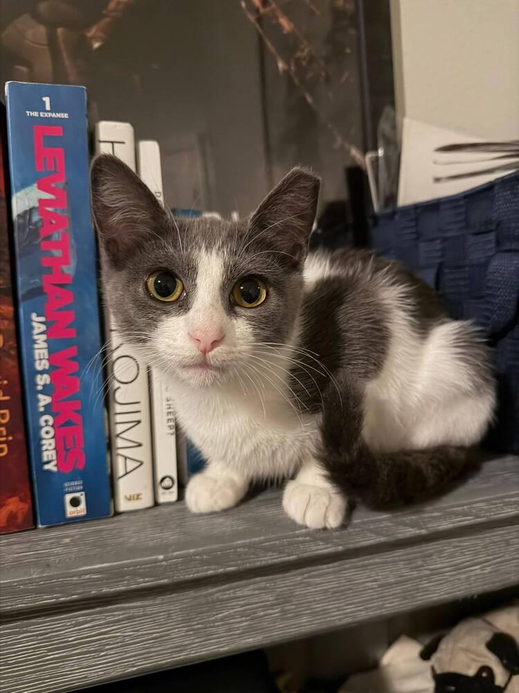 Leia, a Adoptable Domestic Short Hair in Orlando, FL image 5/5