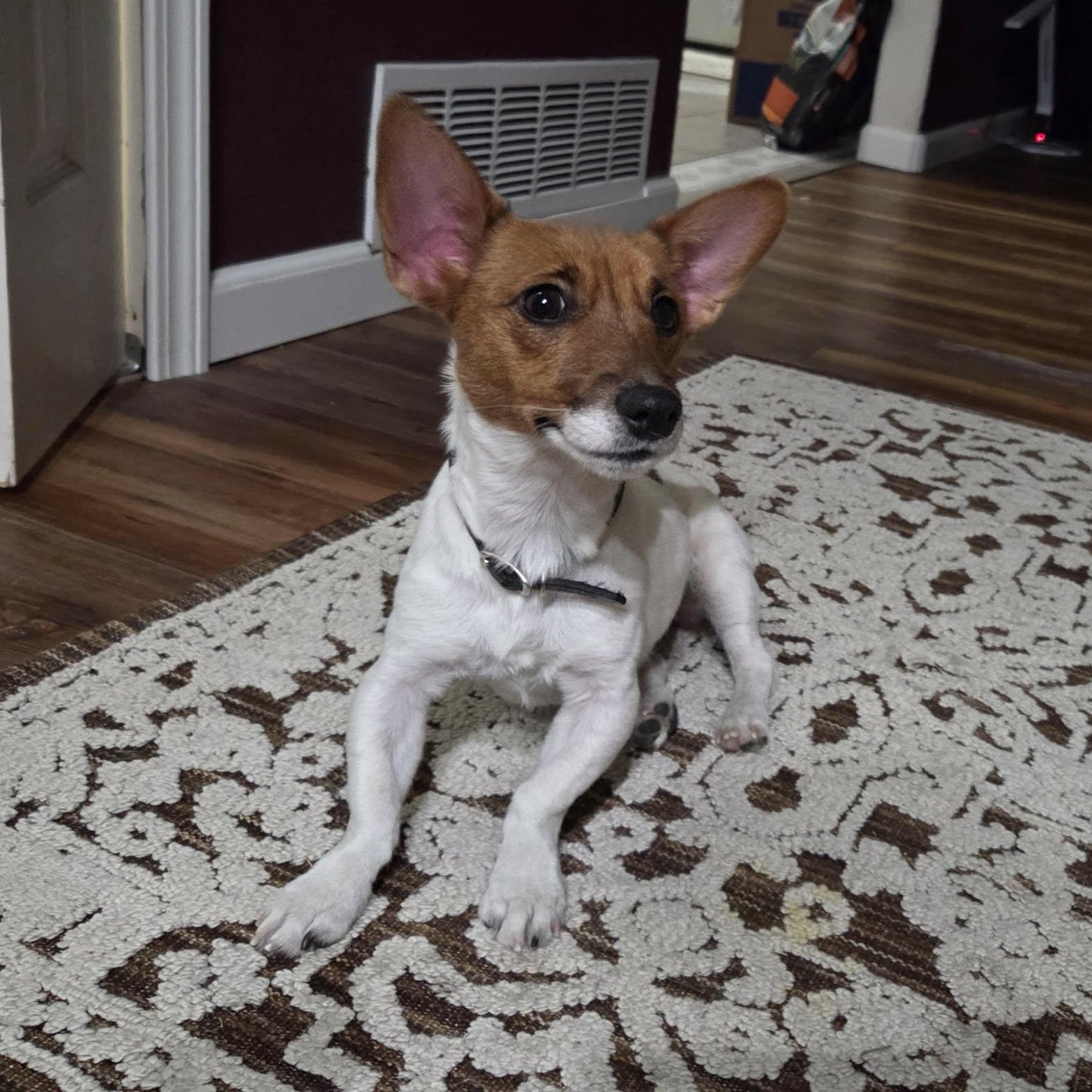 Enlarge POPPY, an adopted Jack Russell Terrier in Loveland, CO image 1/5