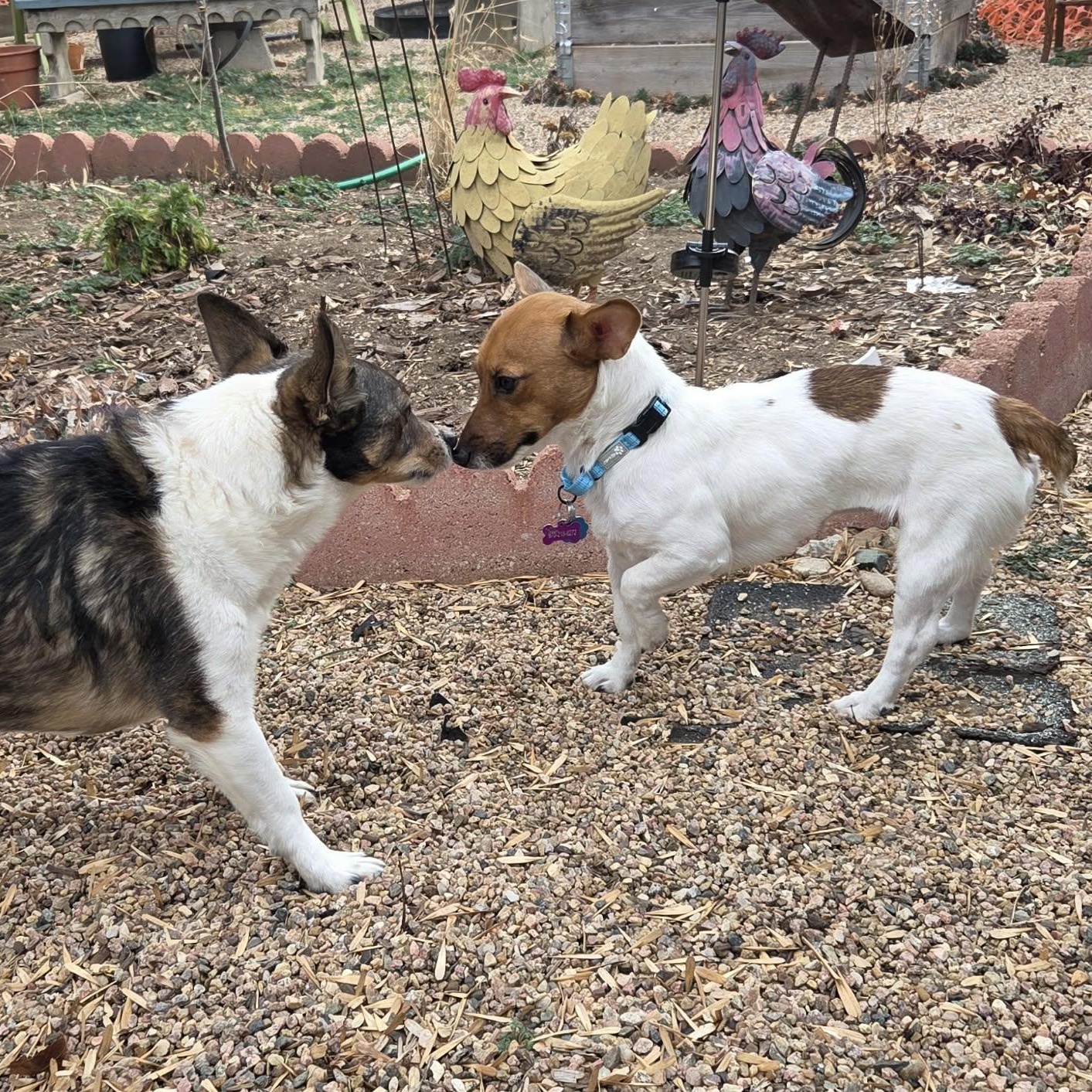 Enlarge POPPY, an adopted Jack Russell Terrier in Loveland, CO image 3/5