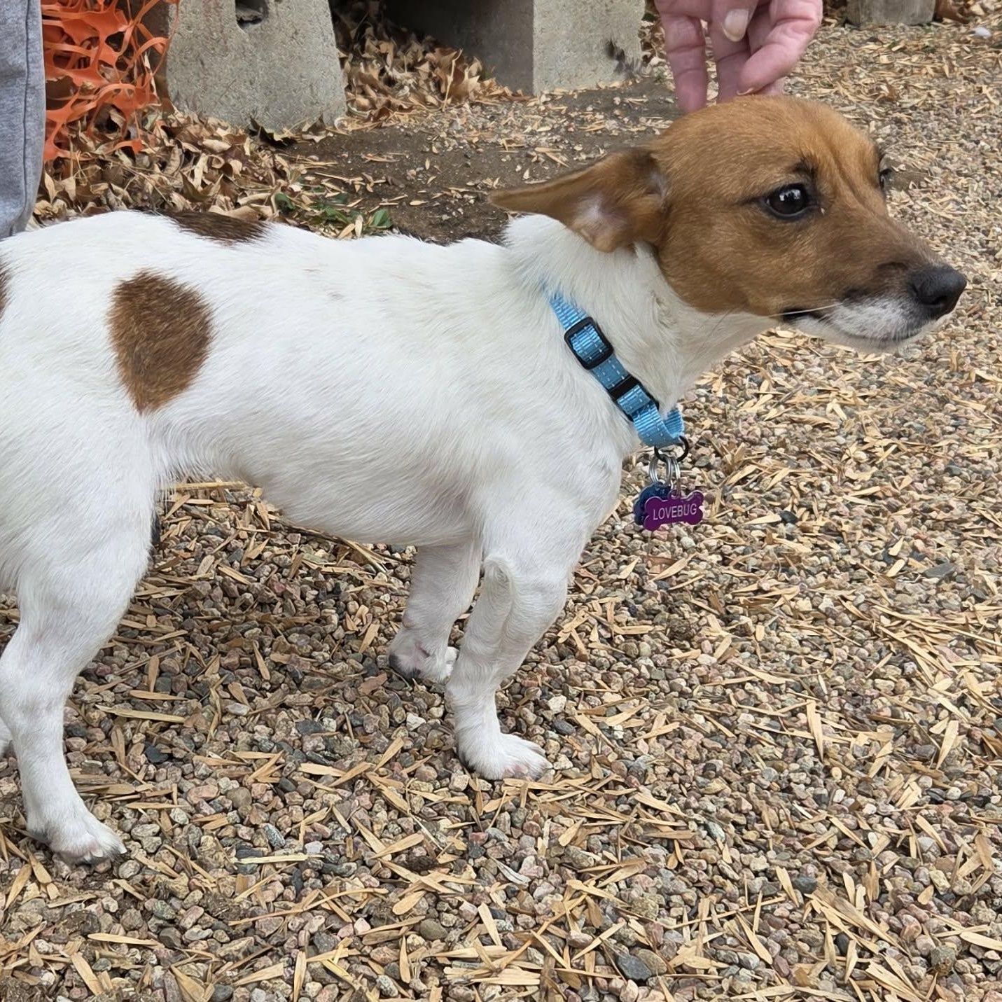 Enlarge POPPY, an adopted Jack Russell Terrier in Loveland, CO image 2/5