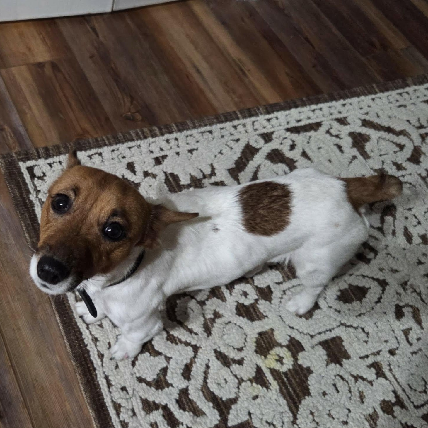 Enlarge POPPY, an adopted Jack Russell Terrier in Loveland, CO image 4/5