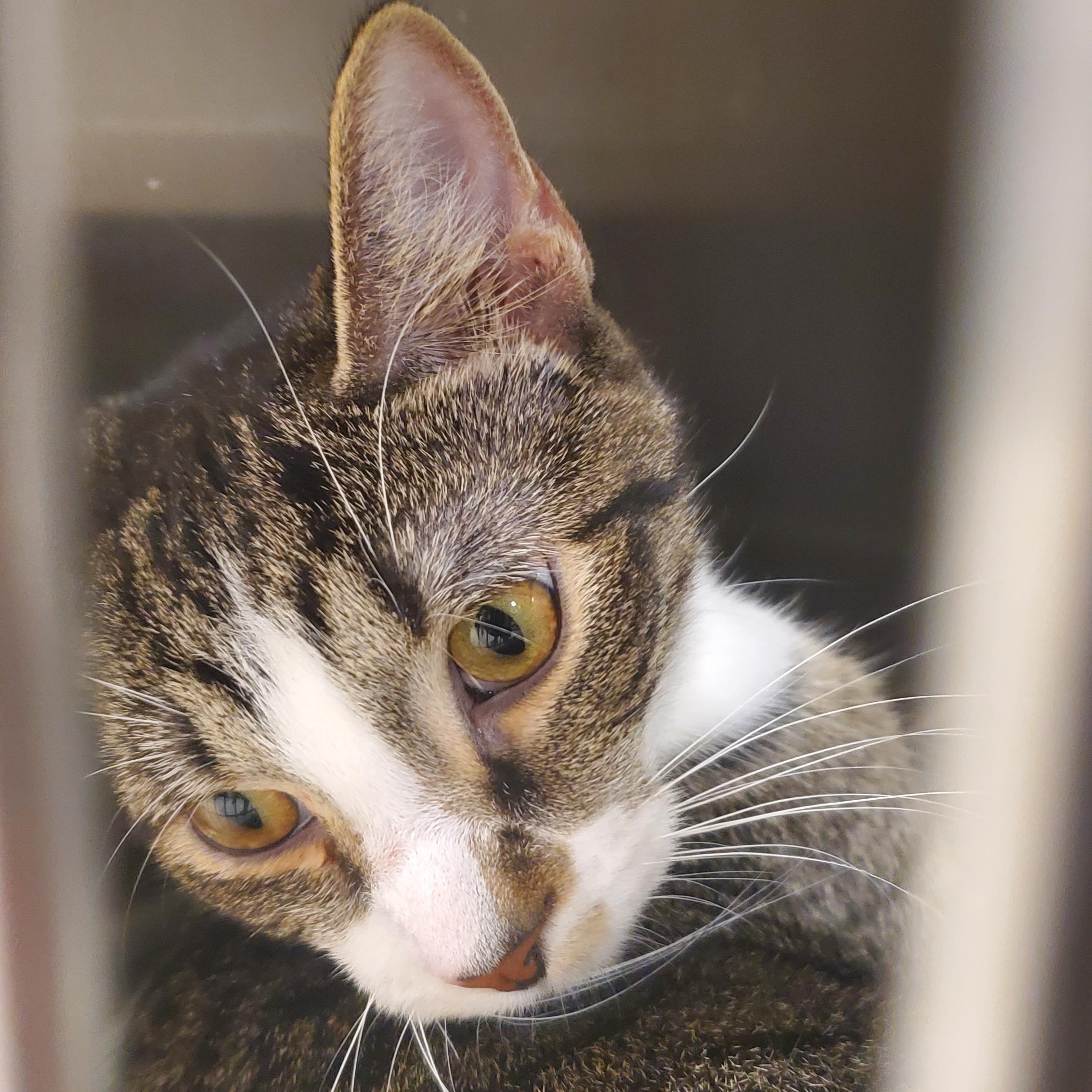Neptune, ADOPTABLE, Young Male Tabby.