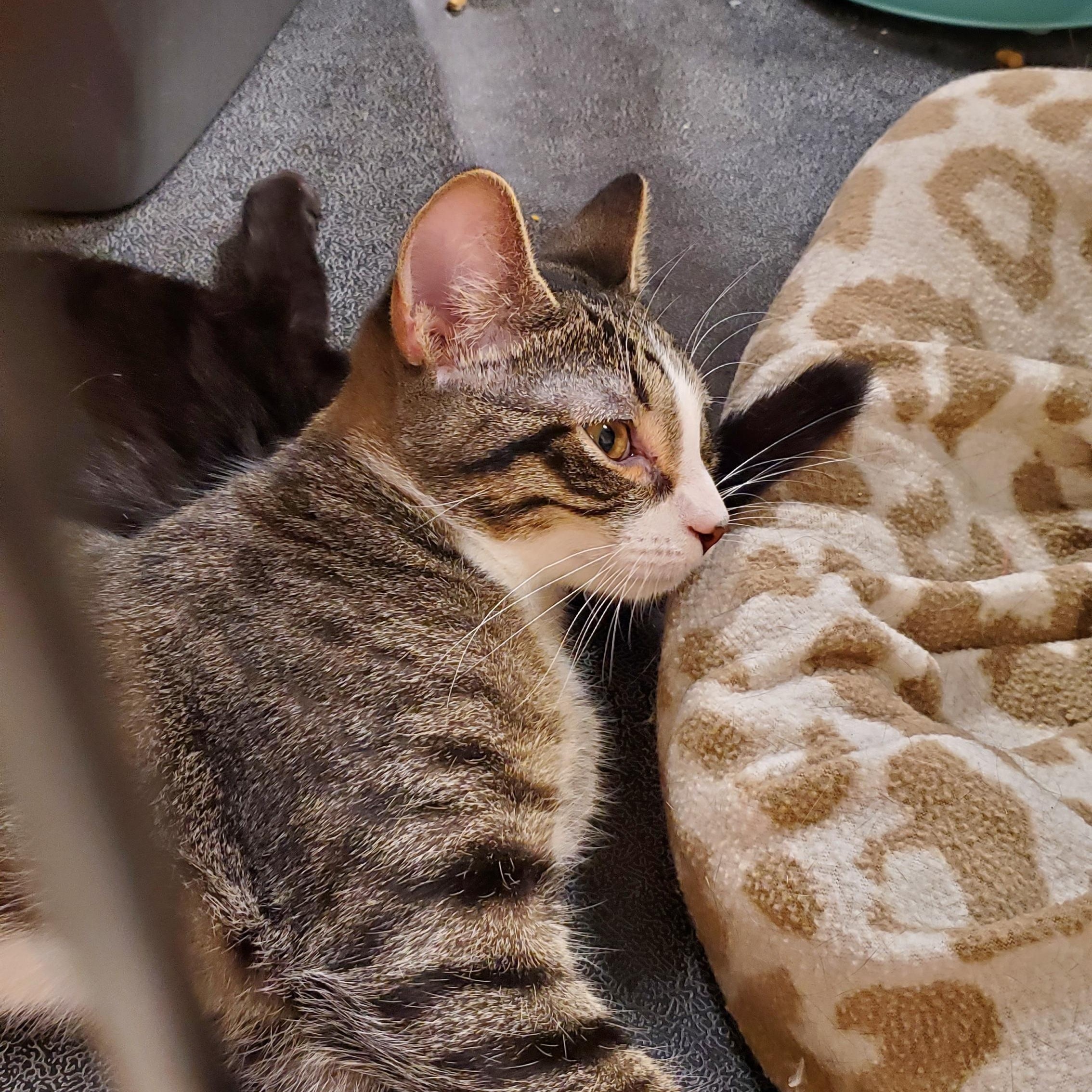 Enlarge Neptune, a ADOPTABLE Tabby in Muncie, IN image 1/1
