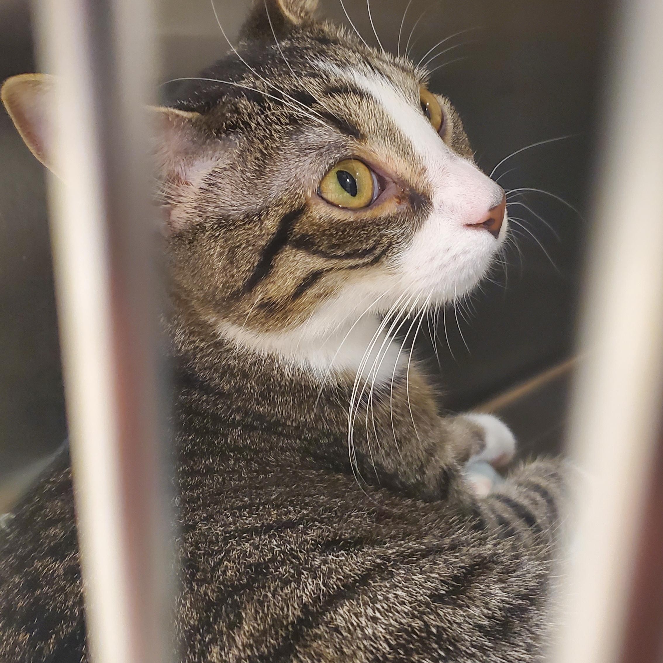 Nellie Belle, Adoptable, Young Female Tabby.