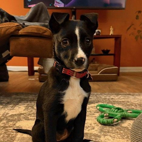 Enlarge **LARIETTE**, a Adoptable Border Collie in North Prairie, WI image 1/3