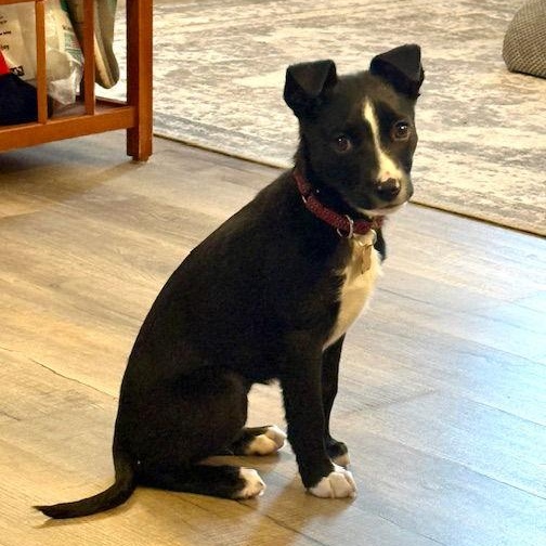 Enlarge **LARIETTE**, a Adoptable Border Collie in North Prairie, WI image 2/3