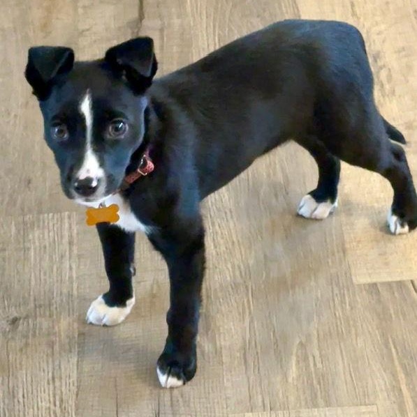 Enlarge **LARIETTE**, a Adoptable Border Collie in North Prairie, WI image 3/3