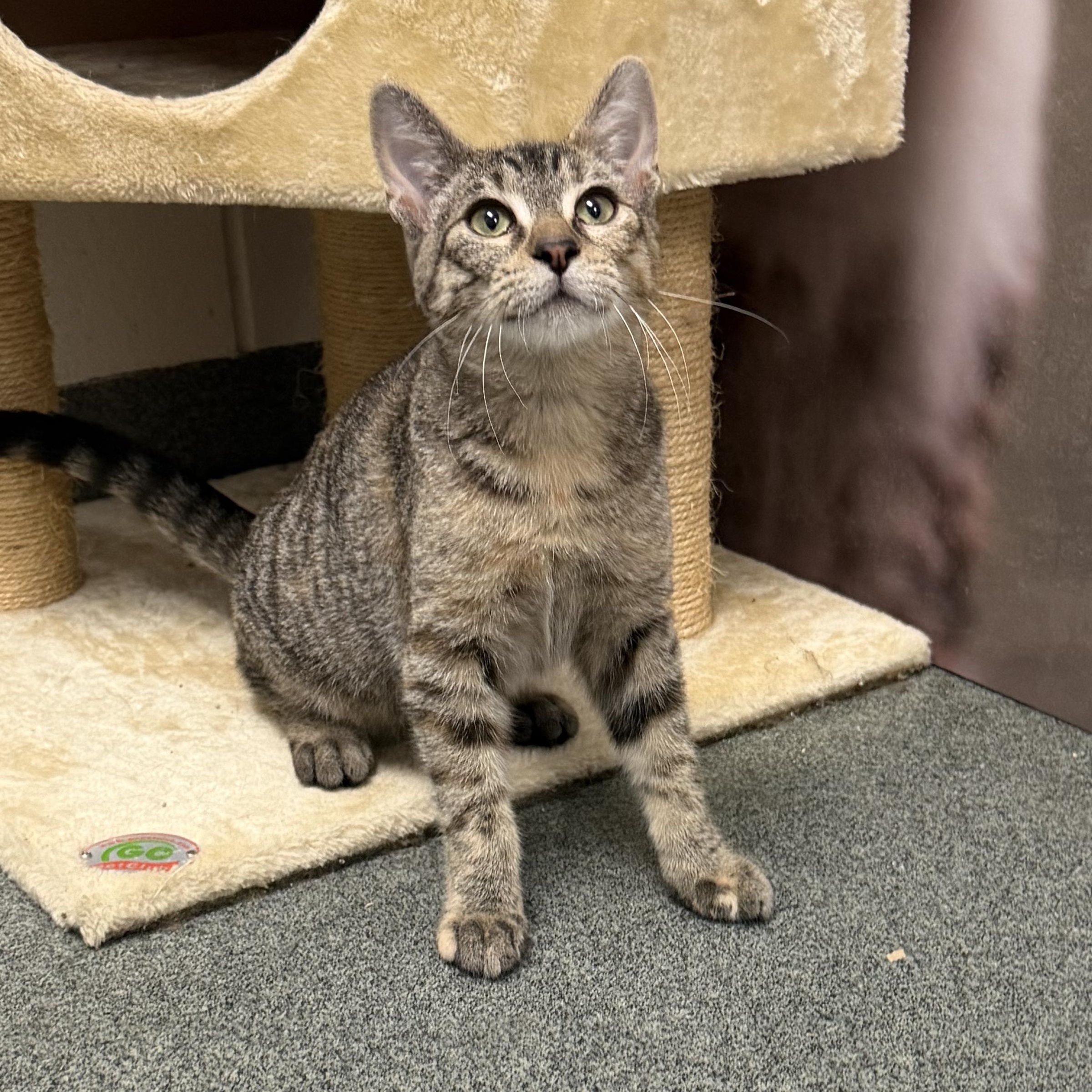 Moscato, Adoptable, Kitten Female Domestic Short Hair.
