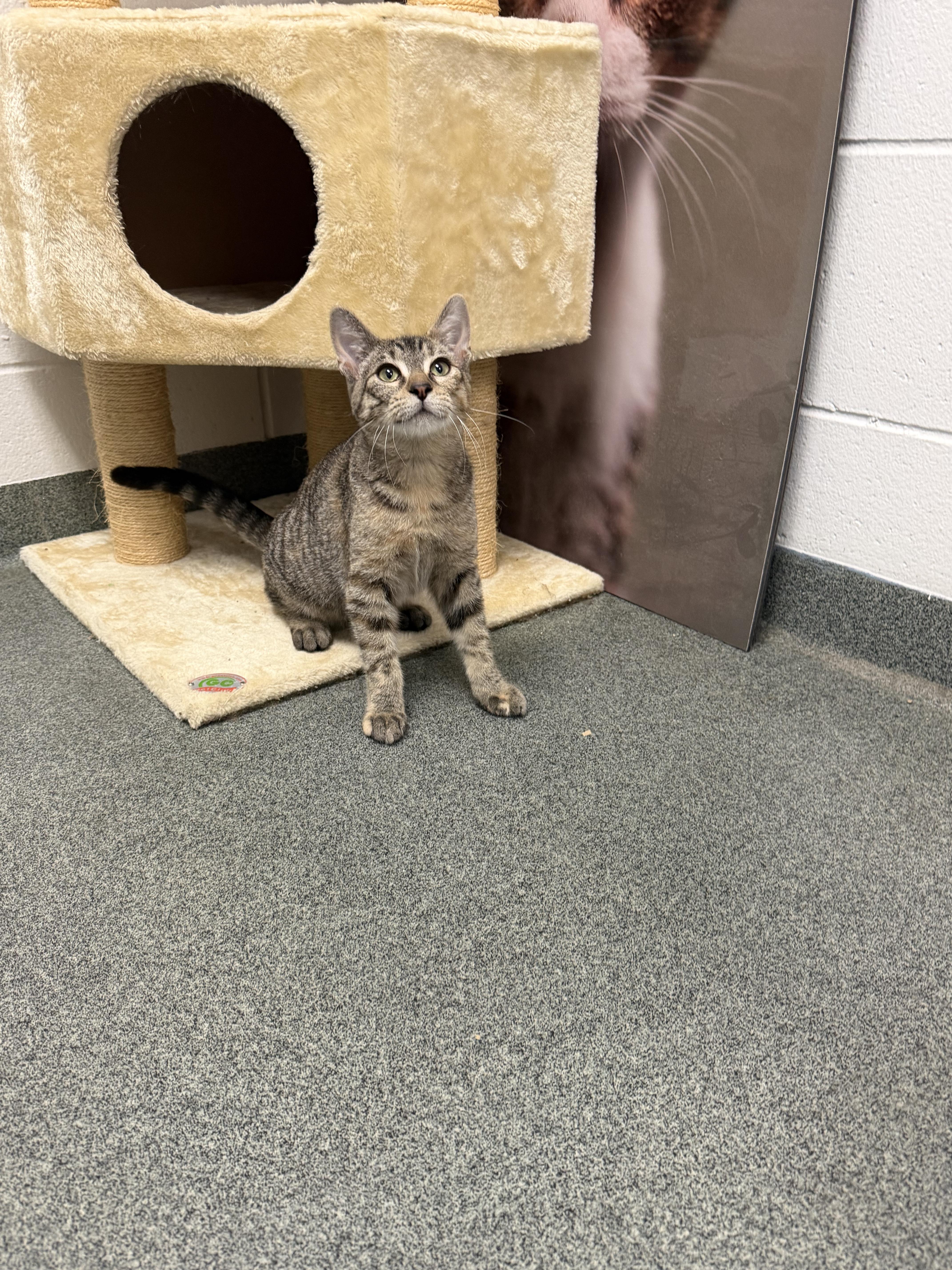 Enlarge Moscato, a Adoptable mixed breed in Mount Pleasant, MI image 2/2