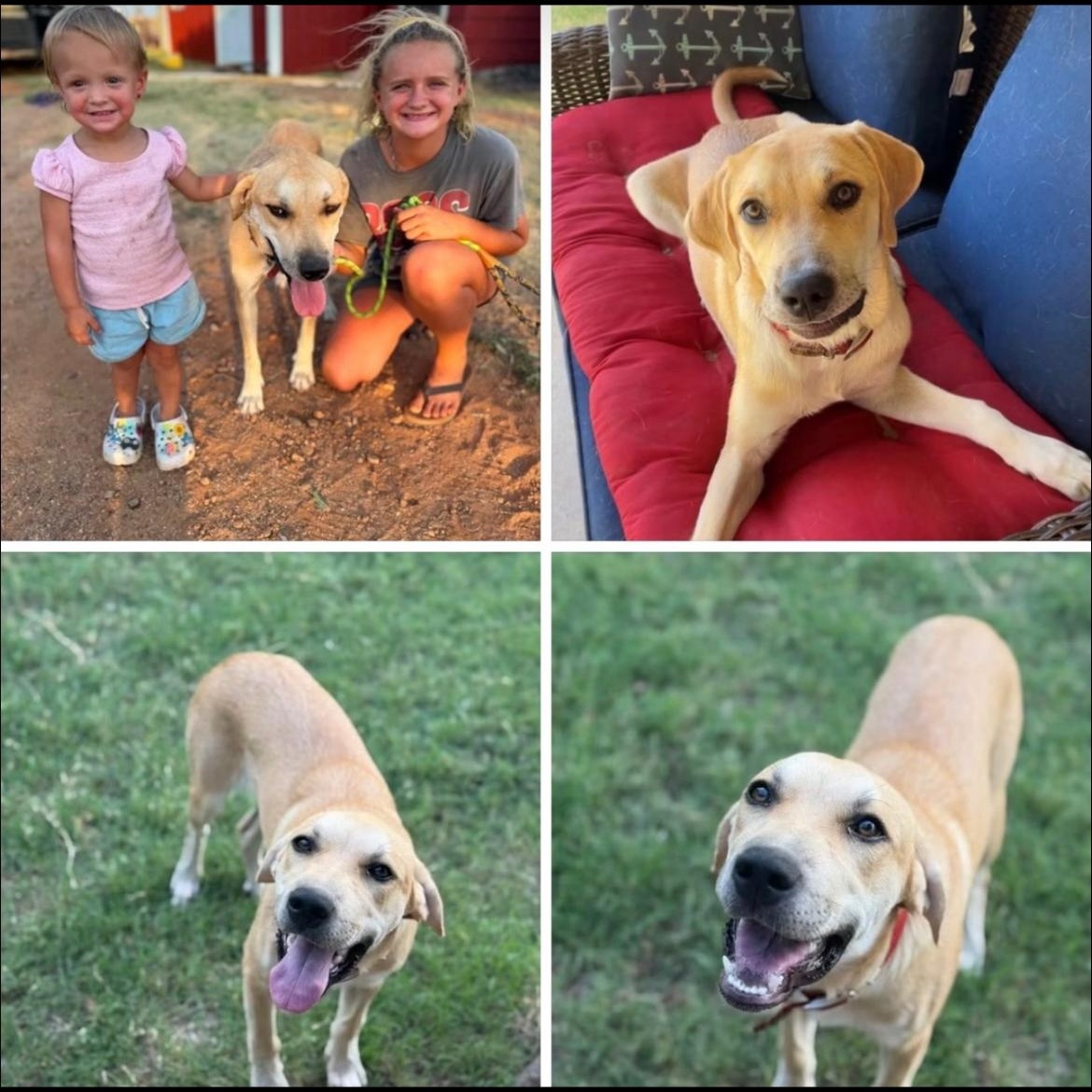 Enlarge Bella, a ADOPTABLE Labrador Retriever in Crofton, MD image 1/1
