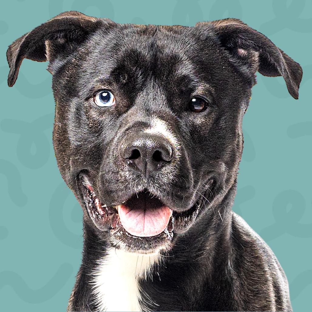 Yodel, a Adoptable mixed breed in Reno, NV image 1/3