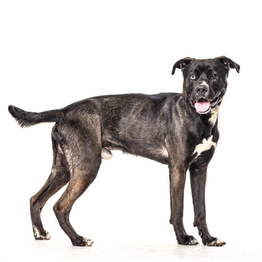 Yodel, a Adoptable mixed breed in Reno, NV image 2/3
