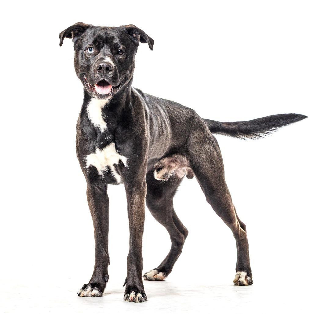 Yodel, a Adoptable mixed breed in Reno, NV image 3/3