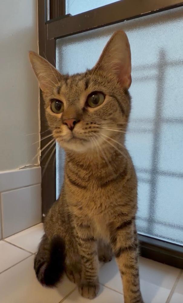 Ducky, Adoptable, Young Male Domestic Short Hair.