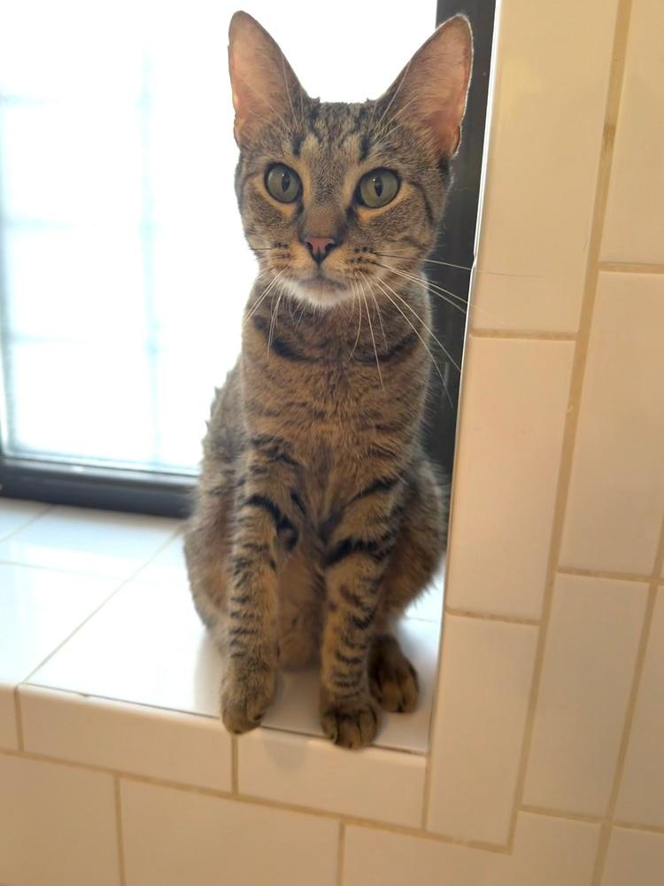 Ducky, a Adoptable Domestic Short Hair in New York, NY image 2/6