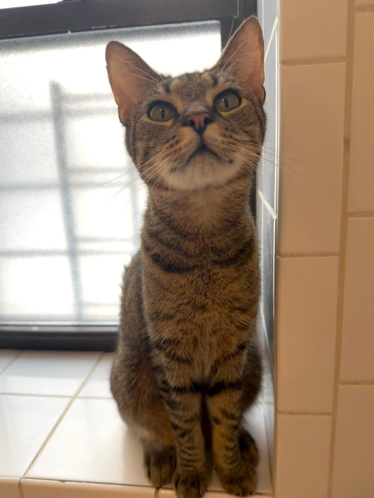 Ducky, a Adoptable Domestic Short Hair in New York, NY image 3/6