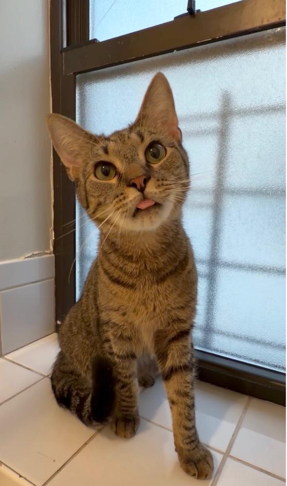 Ducky, a Adoptable Domestic Short Hair in New York, NY image 4/6