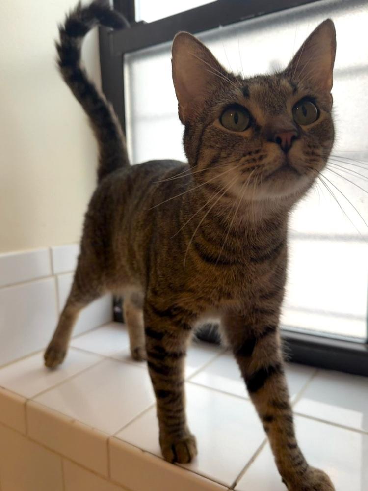 Ducky, a Adoptable Domestic Short Hair in New York, NY image 5/6