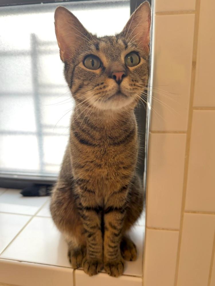 Ducky, a Adoptable Domestic Short Hair in New York, NY image 6/6