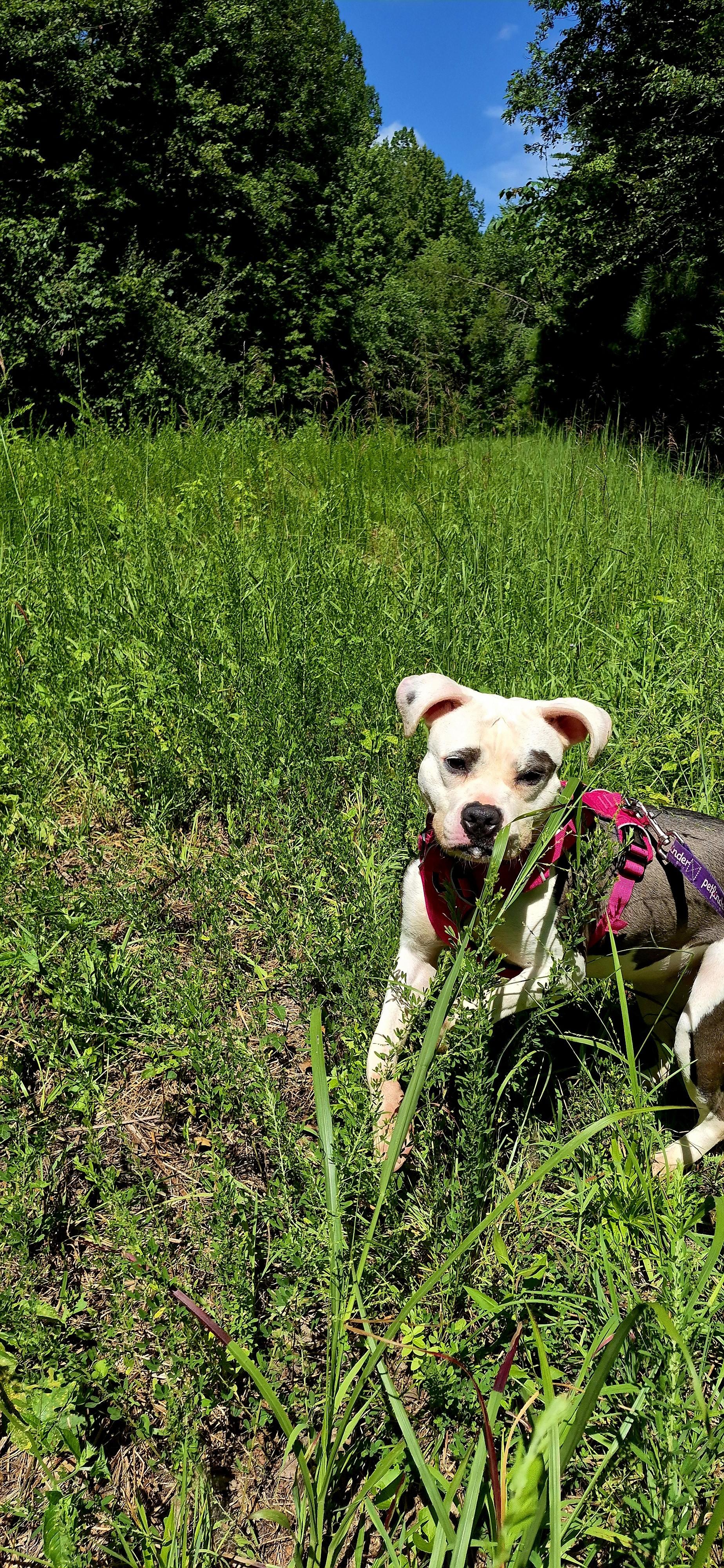 Nala, ADOPTABLE, Adult Female Pit Bull Terrier & Mixed Breed.
