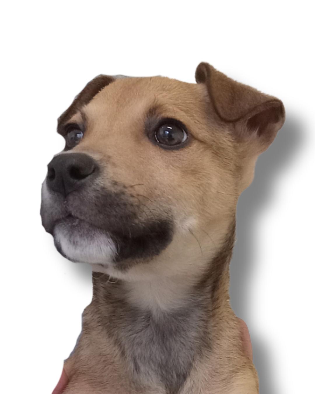 Bubbles, adoptable, Puppy Female Labrador Retriever.