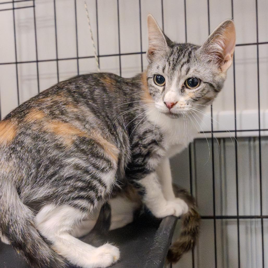 Kelsey, Adoptable, Kitten Female Domestic Short Hair.