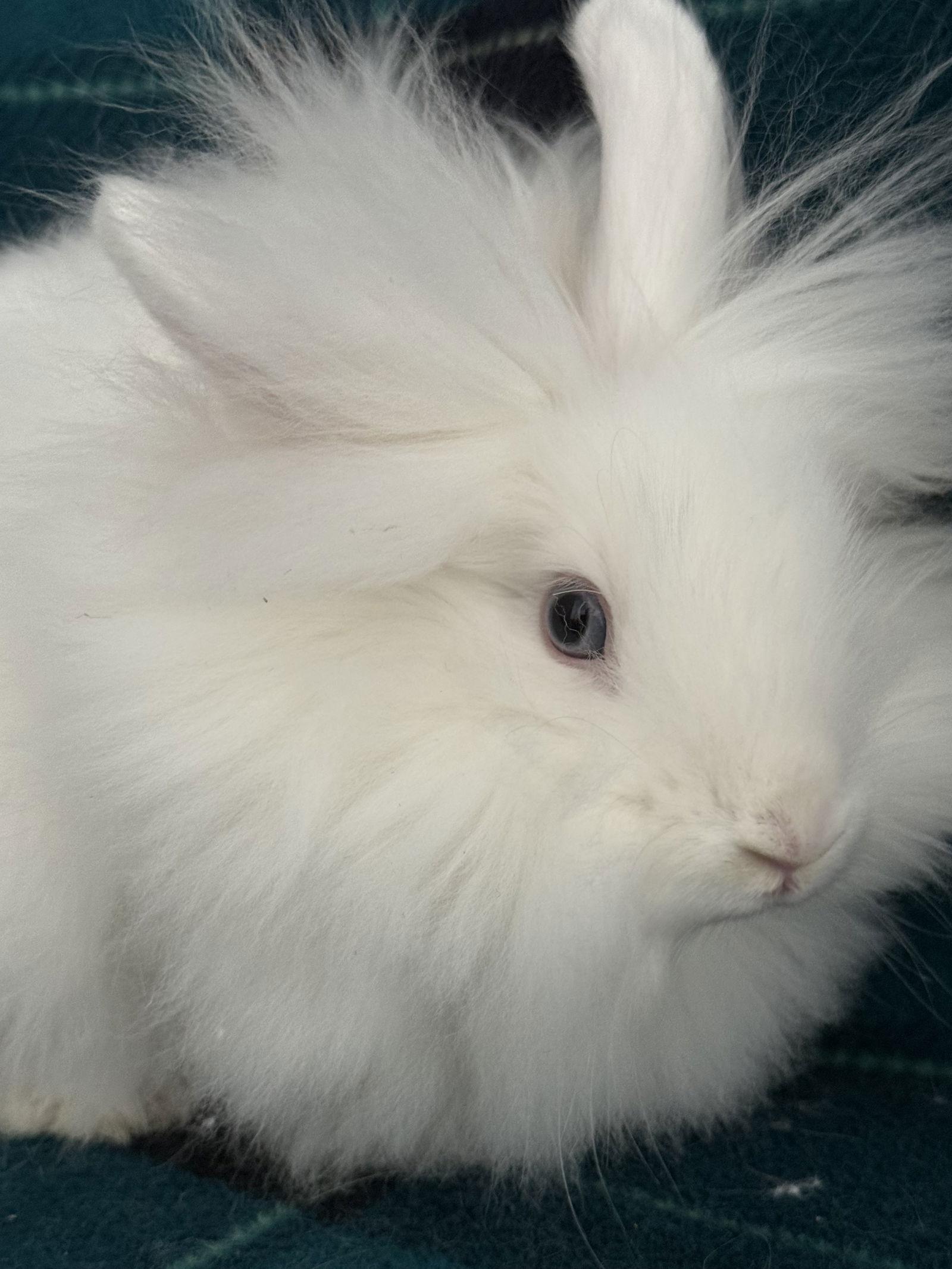 Rayne, Adoptable, Baby Female Lionhead.