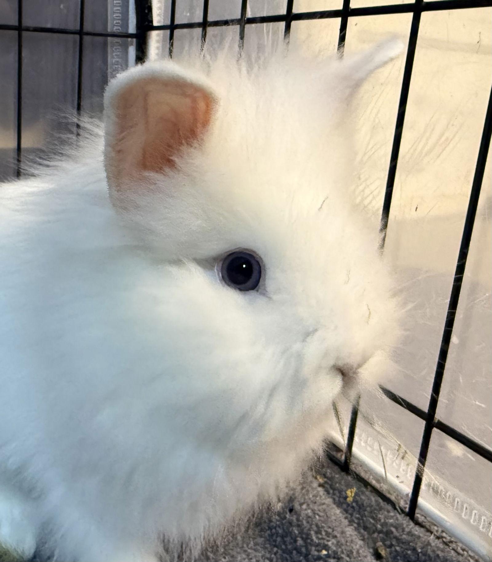 Rayne, Adoptable, Baby Male Lionhead.