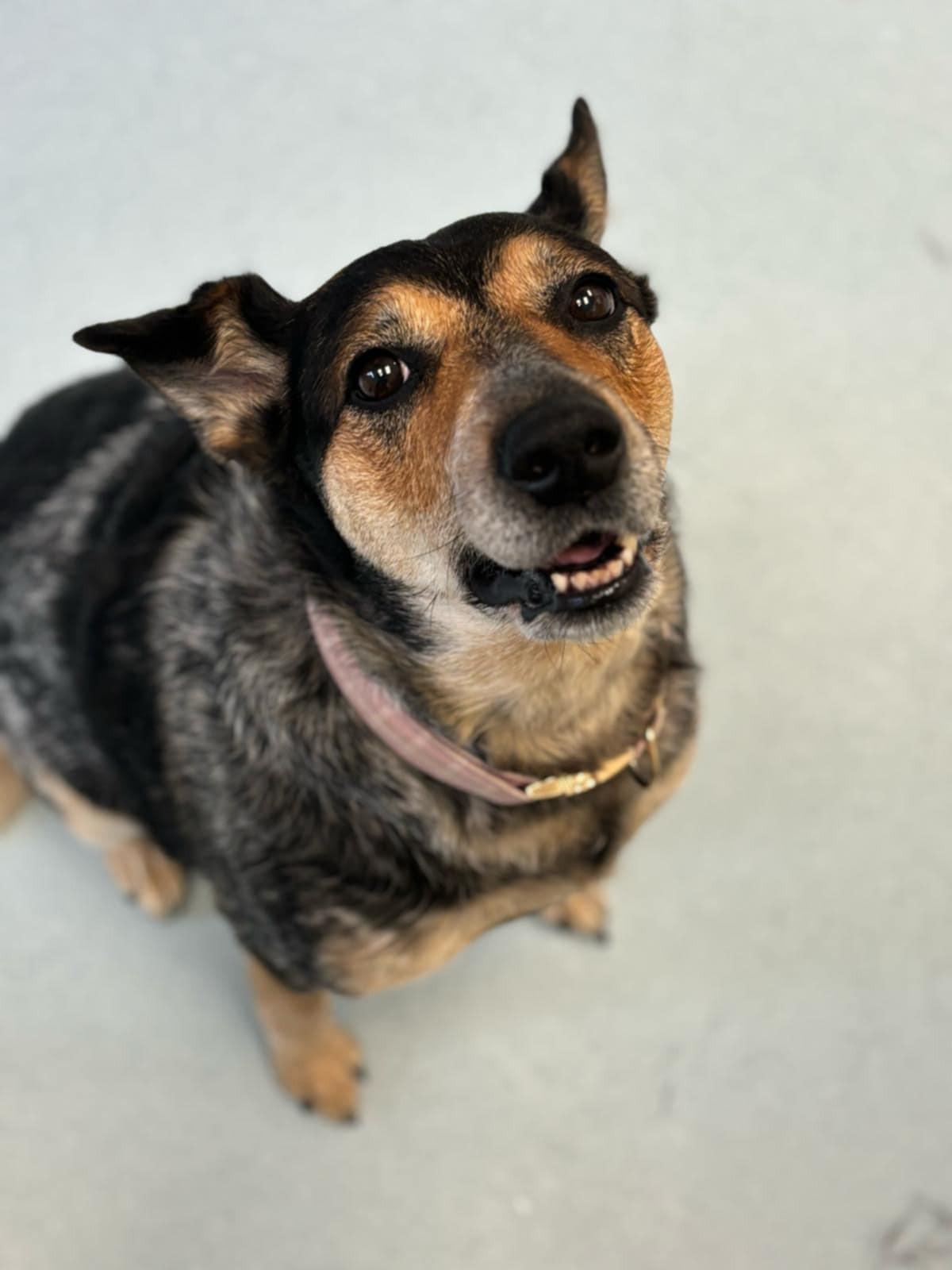 Raven, an adoptable Australian Cattle Dog / Blue Heeler in Hawkestone, ON, L0L 1T0 | Photo Image 1