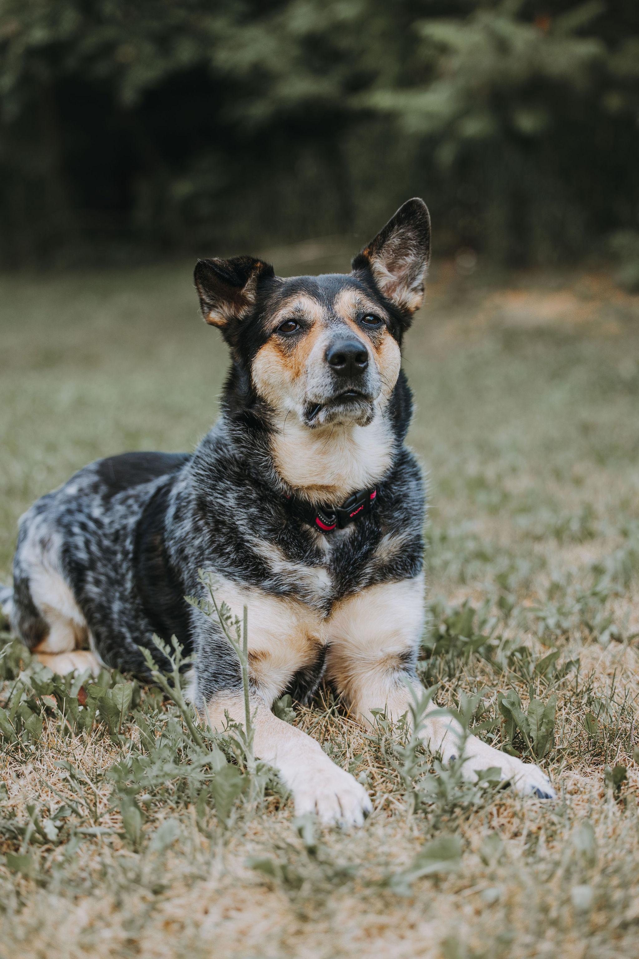 Raven, an adoptable Australian Cattle Dog / Blue Heeler in Hawkestone, ON, L0L 1T0 | Photo Image 2