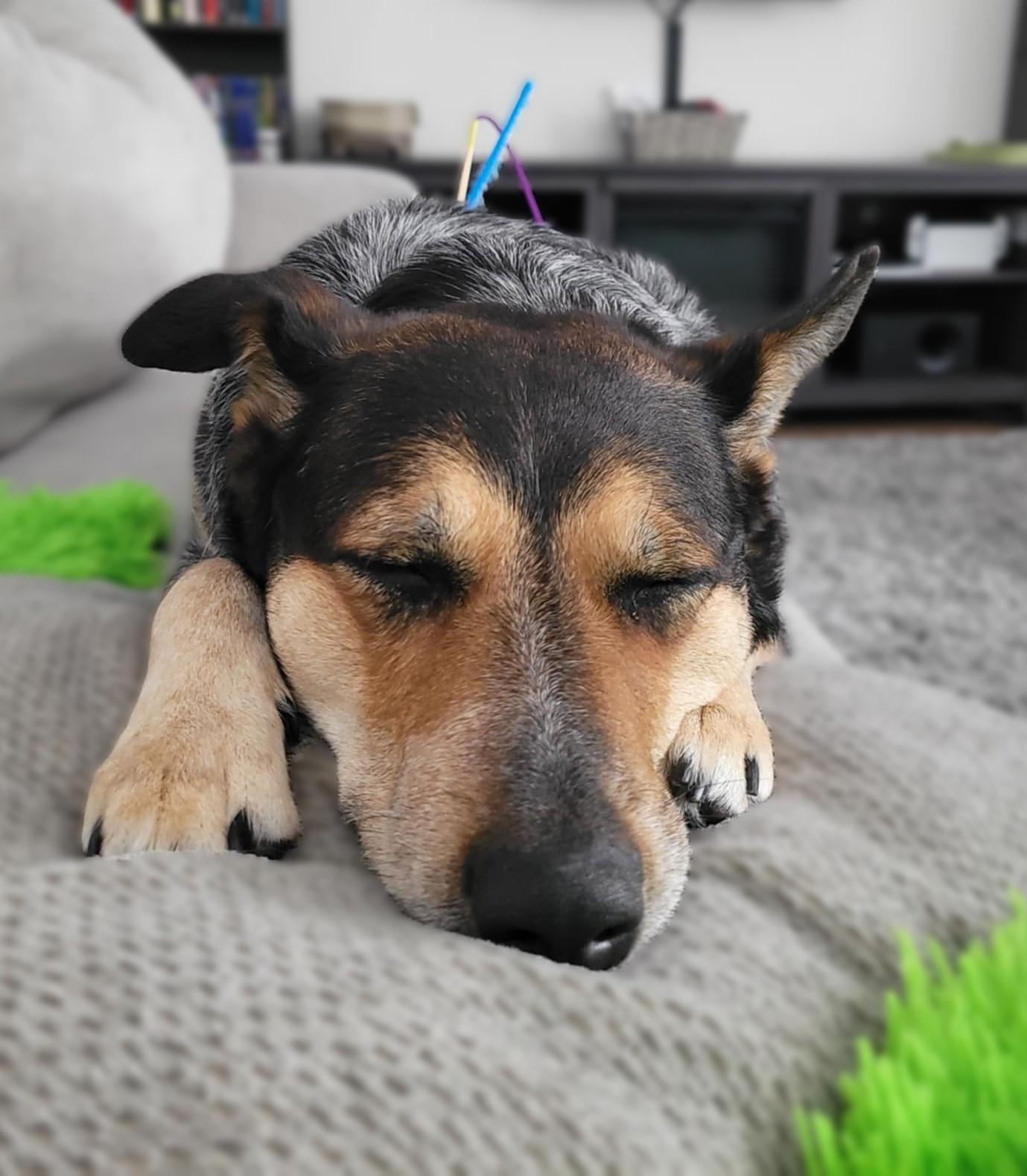 Raven, an adoptable Australian Cattle Dog / Blue Heeler in Hawkestone, ON, L0L 1T0 | Photo Image 5