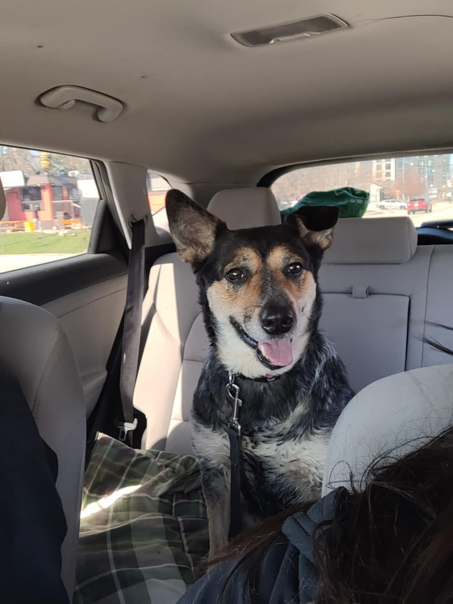 Raven, an adoptable Australian Cattle Dog / Blue Heeler in Hawkestone, ON, L0L 1T0 | Photo Image 4