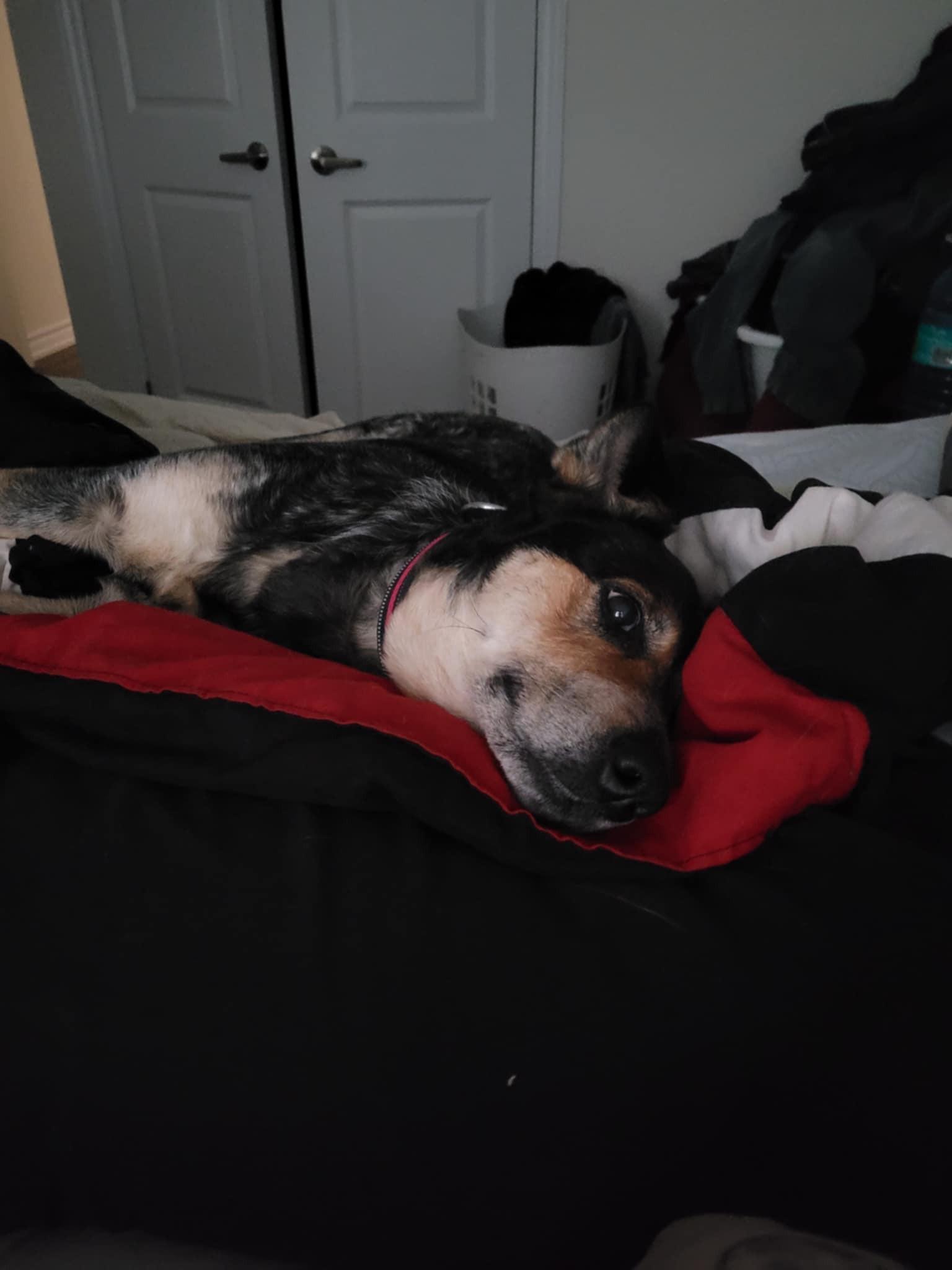 Raven, an adoptable Australian Cattle Dog / Blue Heeler in Hawkestone, ON, L0L 1T0 | Photo Image 6
