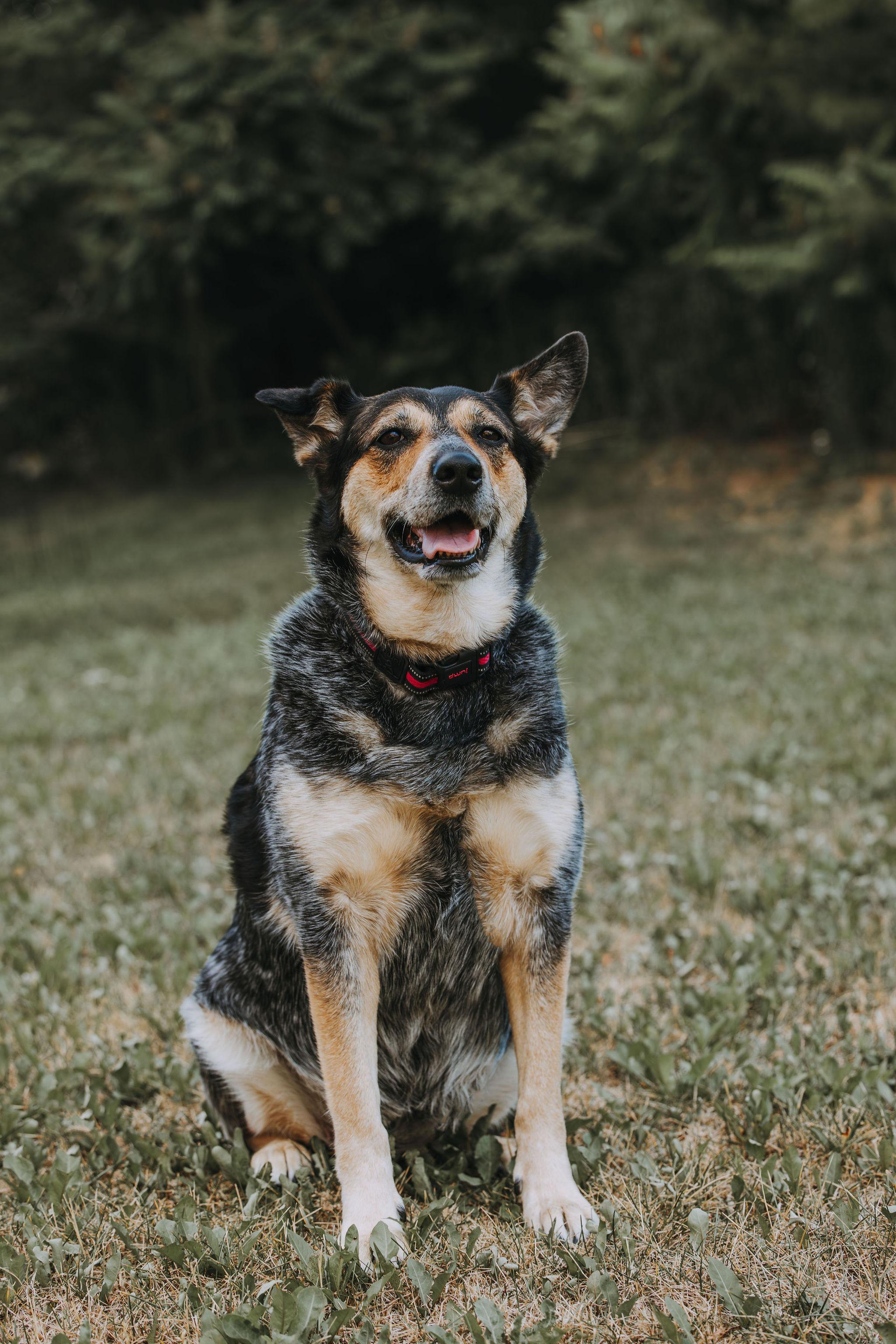 Raven, an adoptable Australian Cattle Dog / Blue Heeler in Hawkestone, ON, L0L 1T0 | Photo Image 4