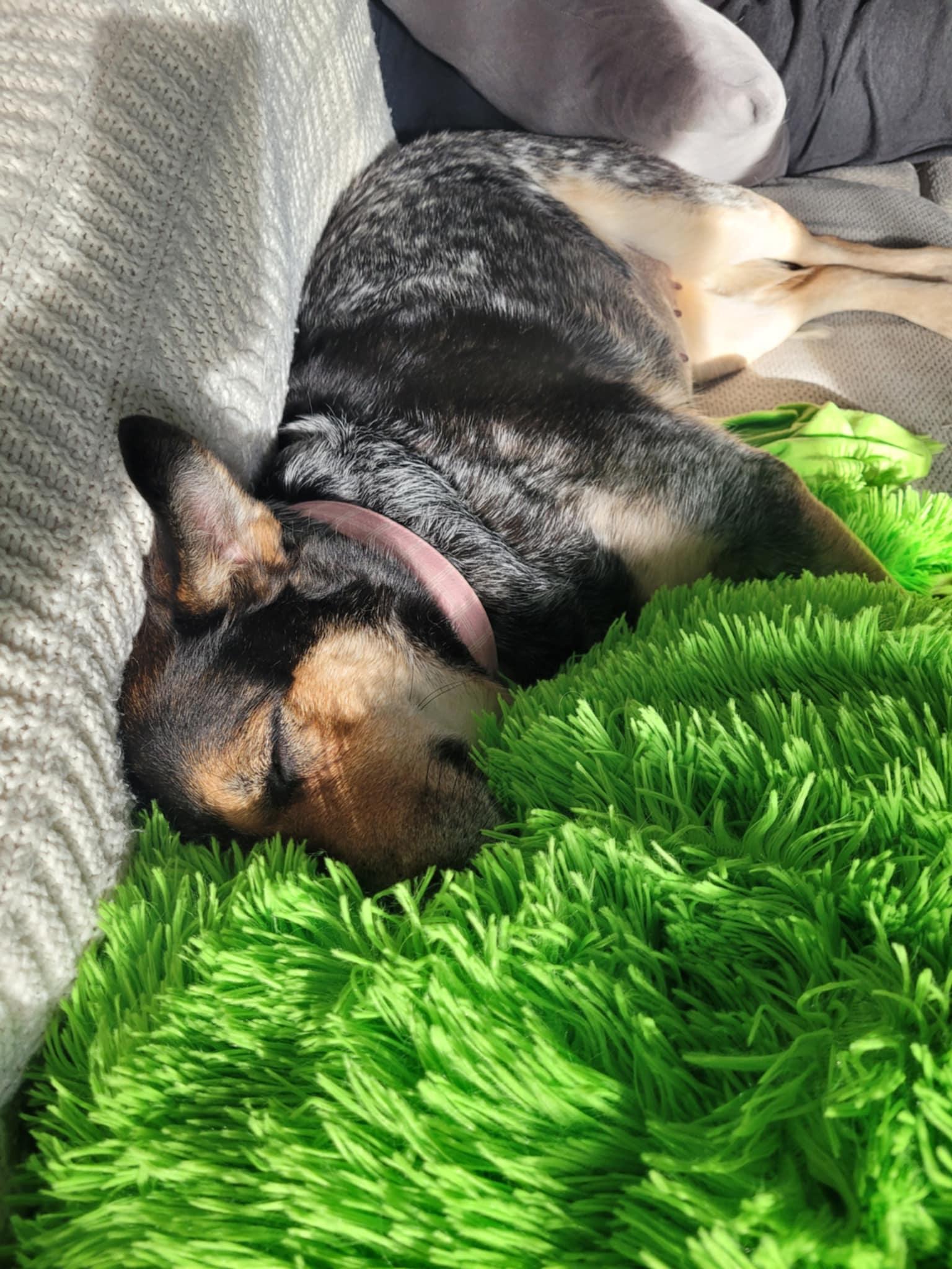 Raven, an adoptable Australian Cattle Dog / Blue Heeler in Hawkestone, ON, L0L 1T0 | Photo Image 3