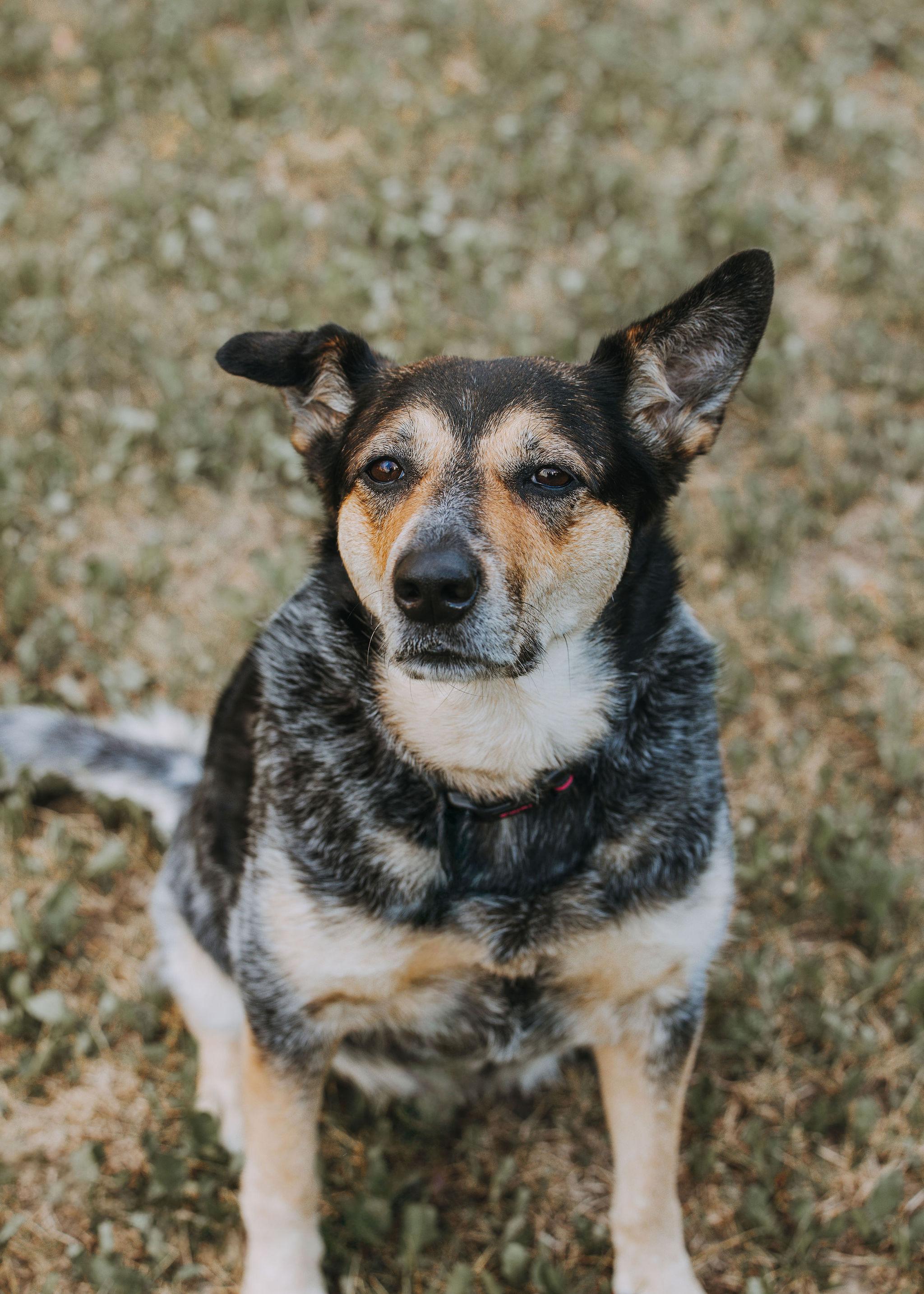 Raven, an adoptable Australian Cattle Dog / Blue Heeler in Hawkestone, ON, L0L 1T0 | Photo Image 1