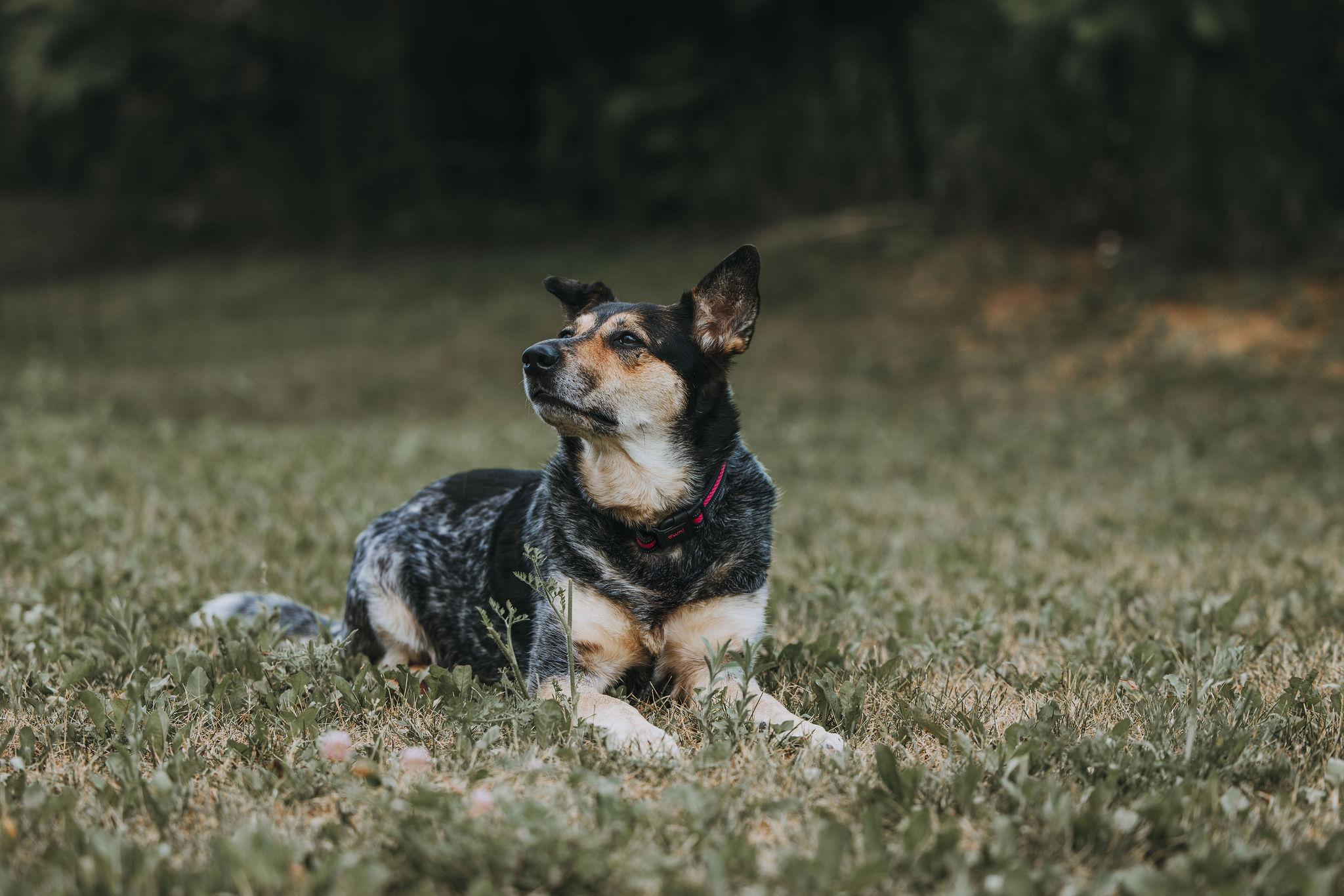 Raven, an adoptable Australian Cattle Dog / Blue Heeler in Hawkestone, ON, L0L 1T0 | Photo Image 3