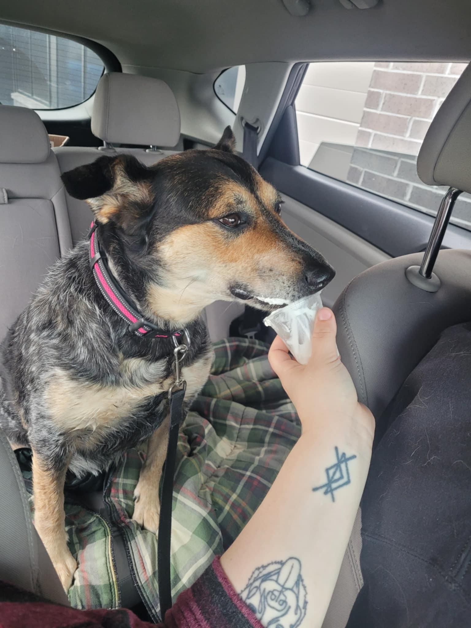 Raven, an adoptable Australian Cattle Dog / Blue Heeler in Hawkestone, ON, L0L 1T0 | Photo Image 6